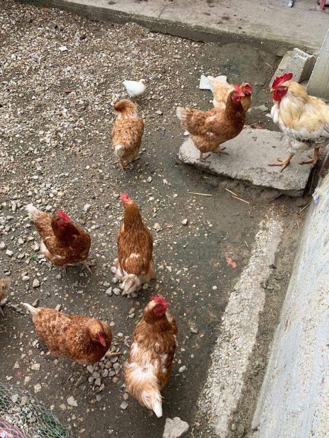 Gite Les Combes Terrasse 01340 Etrez Bresse Vallons Bagian luar foto